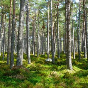 La fotosintesi clorofilliana ed il legno come materiale da costruzione